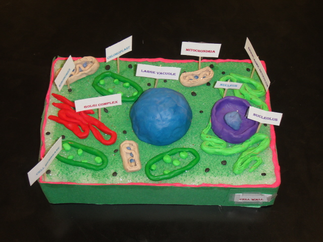 3D Plant Cell Model Project Ideas